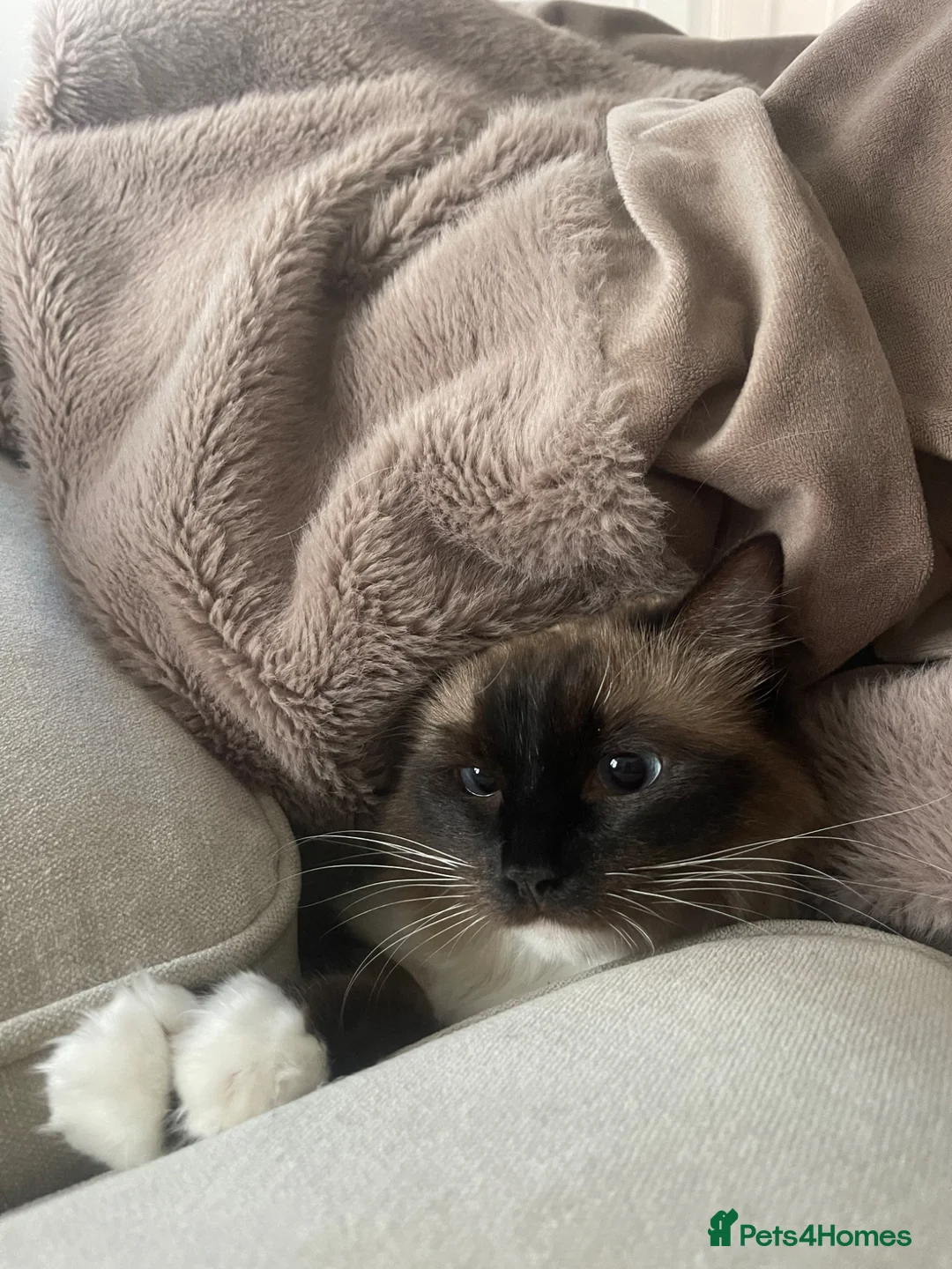 Domestic Shorthair cats for sale: Ragdoll and shorthair Cat for rehoming - Advert 2