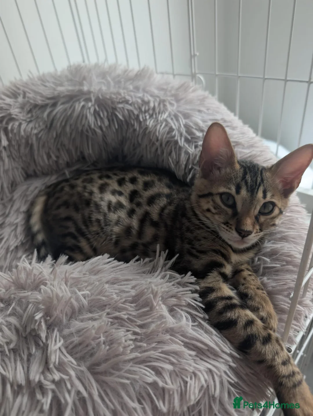 Bengal cats for sale: Pure Bengal female kitten - Advert 2