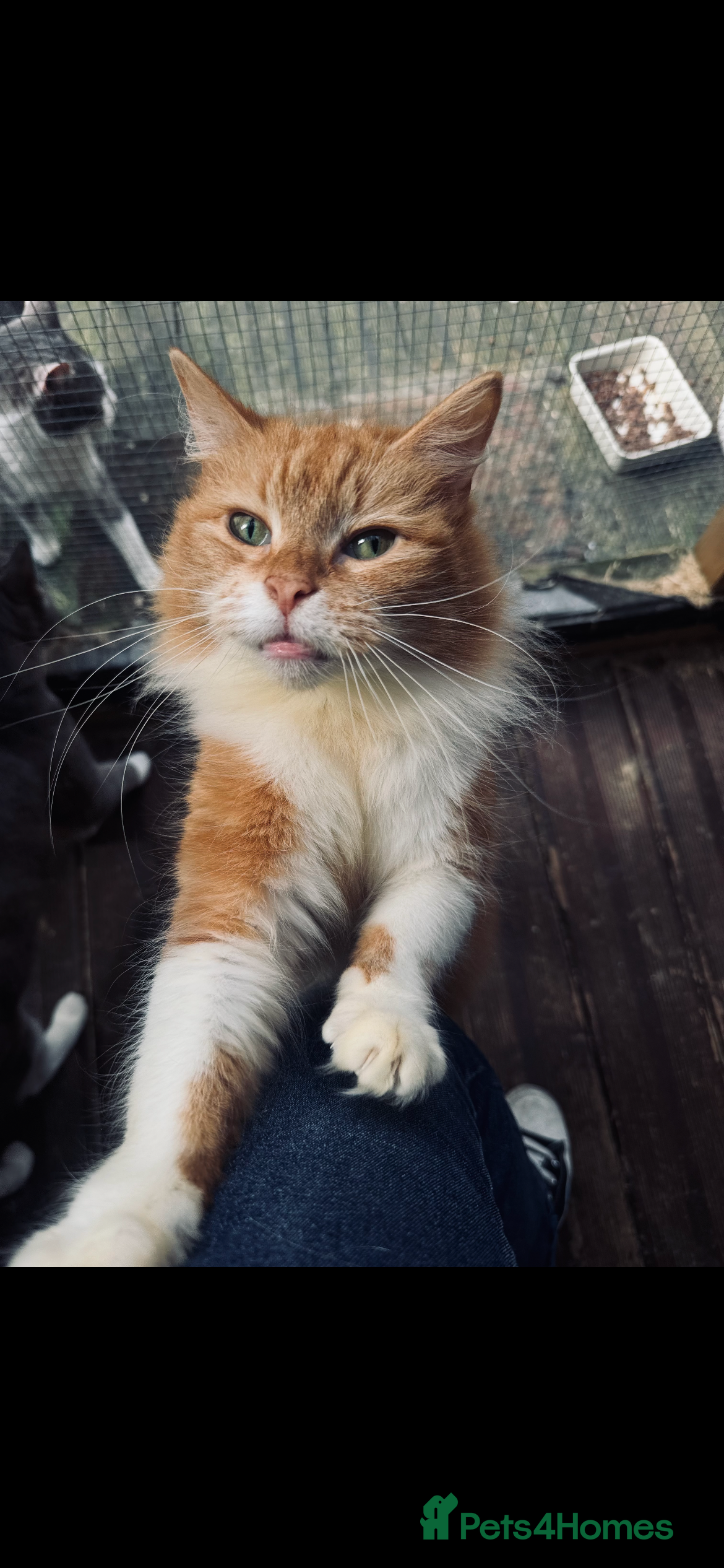 Mixed Breed cats Pumpkin - Advert 11