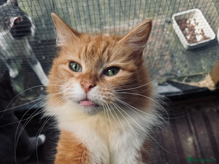 Mixed Breed cats Pumpkin - Advert 1