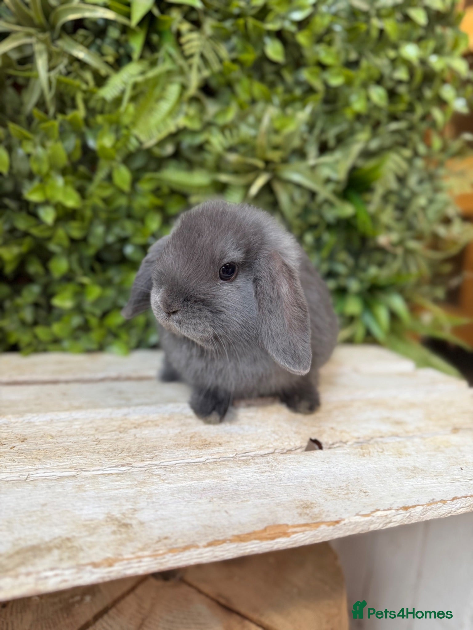 Mini Lop rabbits Mini lop doe  - Advert 15
