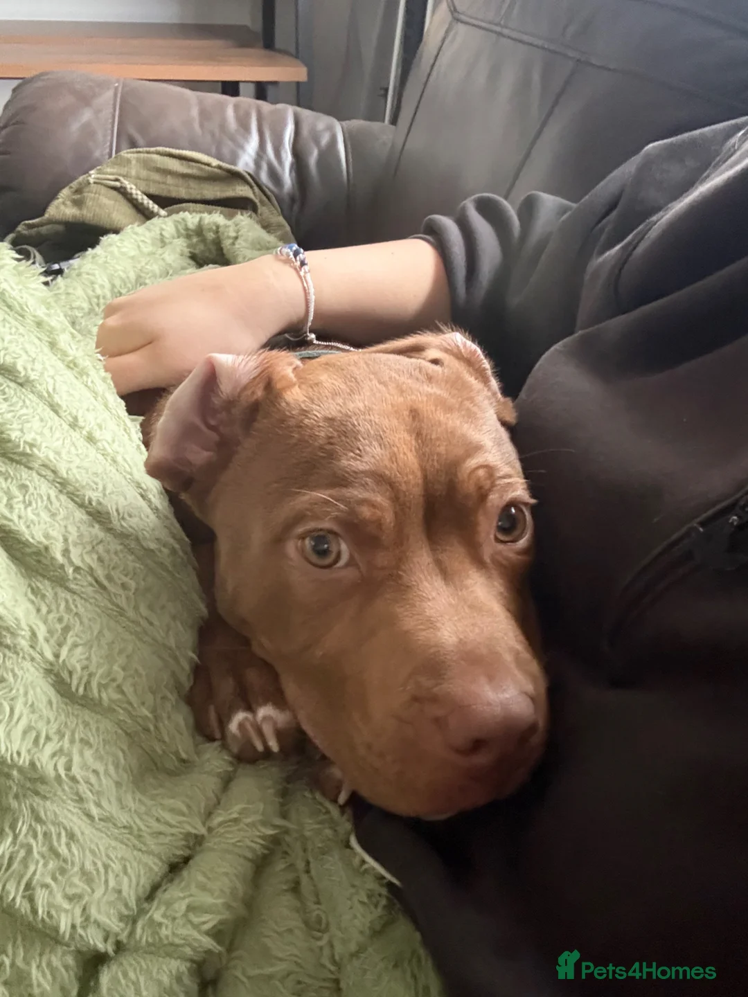 Mixed Breed dogs for sale: Our beautiful 7 month old Staffy boy, Gus❤️ - Advert 9