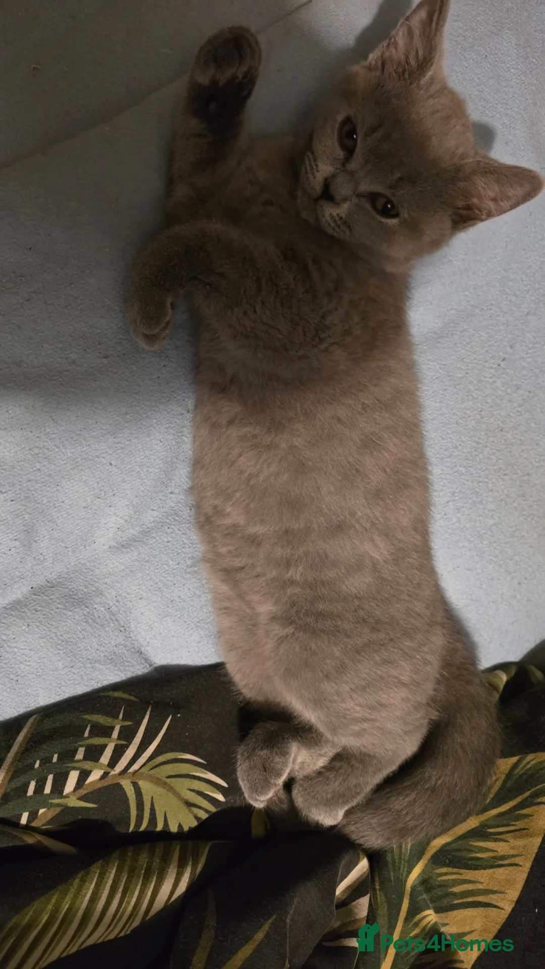 British Shorthair cats for sale: 3 British Shorthair kitten's available  in Freshwater - Advert 4