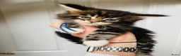 Maine Coon cats for sale: Stunning pedigree Maine coon kittens TICA  - Advert 35