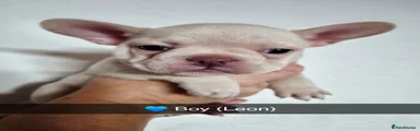 Leon (Boy)