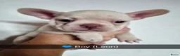 French Bulldog dogs for sale: French Bulldog Puppies in Swadlincote - Advert 13