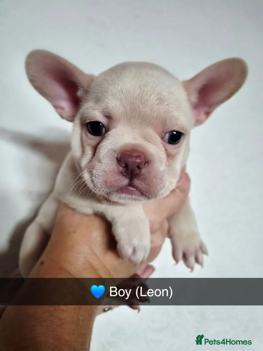 French Bulldog dogs for sale: French Bulldog Puppies in Swadlincote - Advert 13
