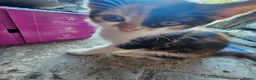 Mixed Breed cats for sale: 2 kittens that need a home in Uxbridge - Advert 5