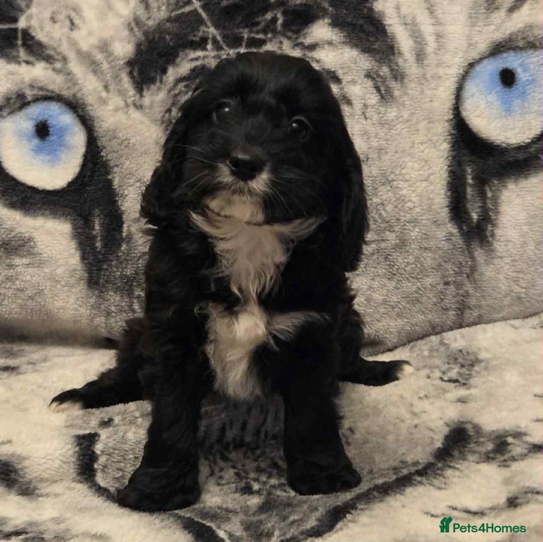 Cockapoo dogs for sale: F1 Merle cockerpoo  - Advert 19