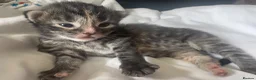 Mixed Breed cats for sale: Kittens ready 7th September  - Advert 9