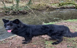 German Shepherd dogs for stud: Old-fashioned type German Shephed Stud Boy  - Image 9