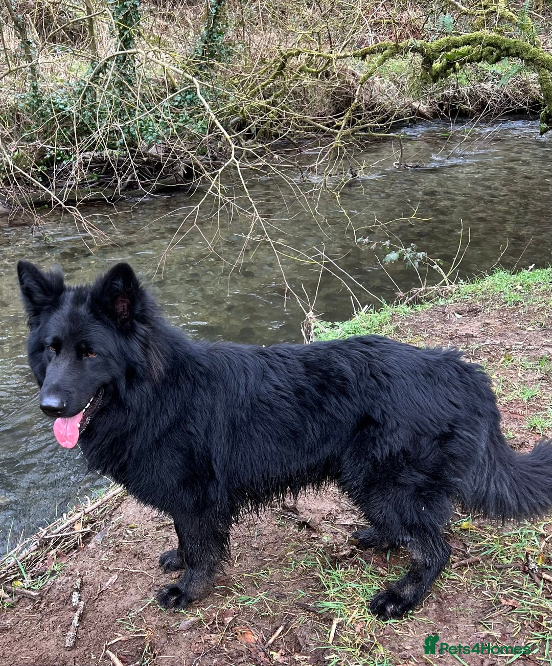 German Shepherd dogs for stud: Old-fashioned type German Shephed Stud Boy  - Image 9