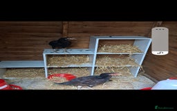 Chickens poultry for sale: 2 chickens , 1 male , 1 female  - Image 1