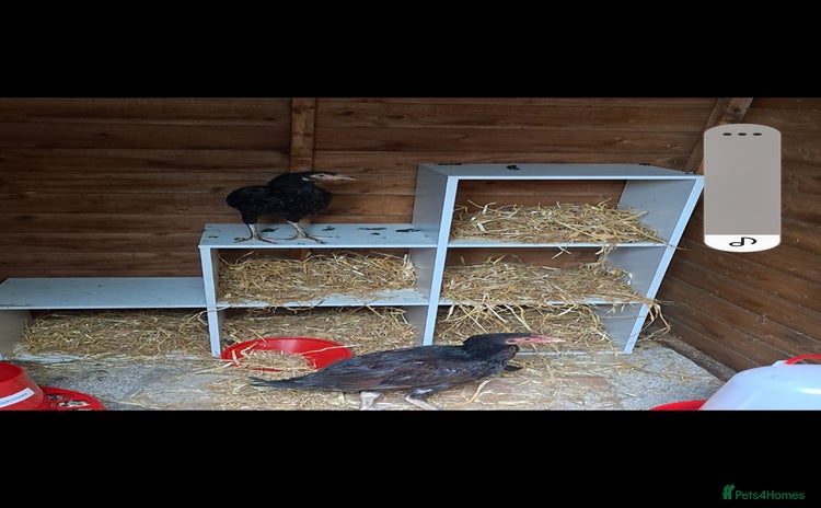 Chickens poultry - Advert 1