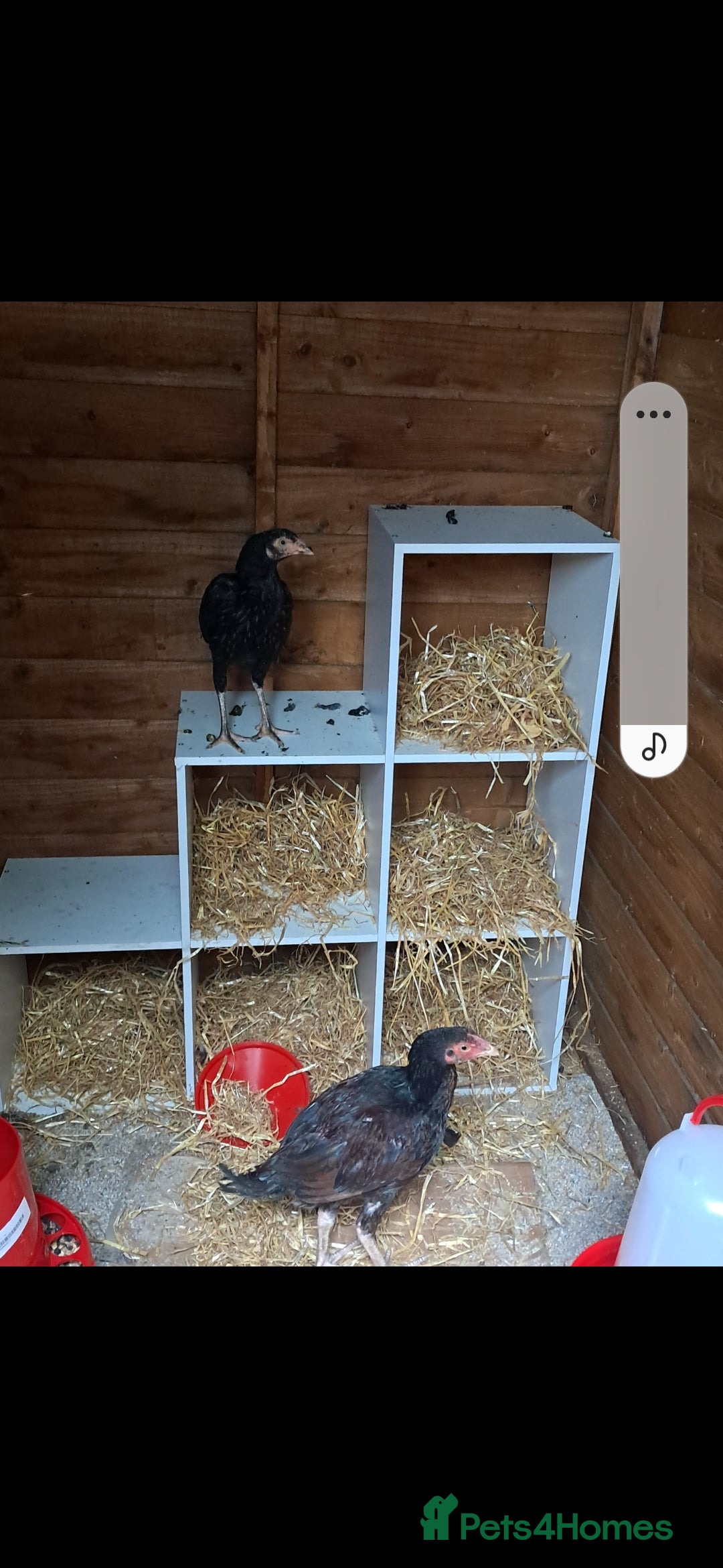 Chickens poultry for sale: 2 chickens , 1 male , 1 female  - Image 1