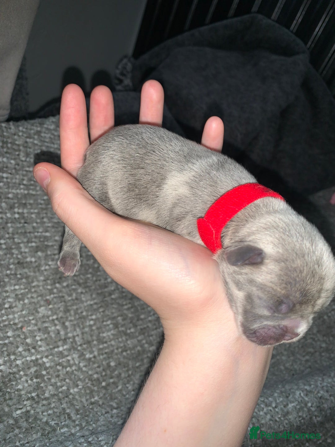 French Bulldog dogs for sale: French bulldog puppies for sale!!  - Image 20