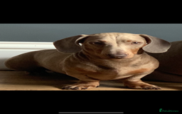 Dachshund dogs for sale: Miniature dachshund  - Image 21