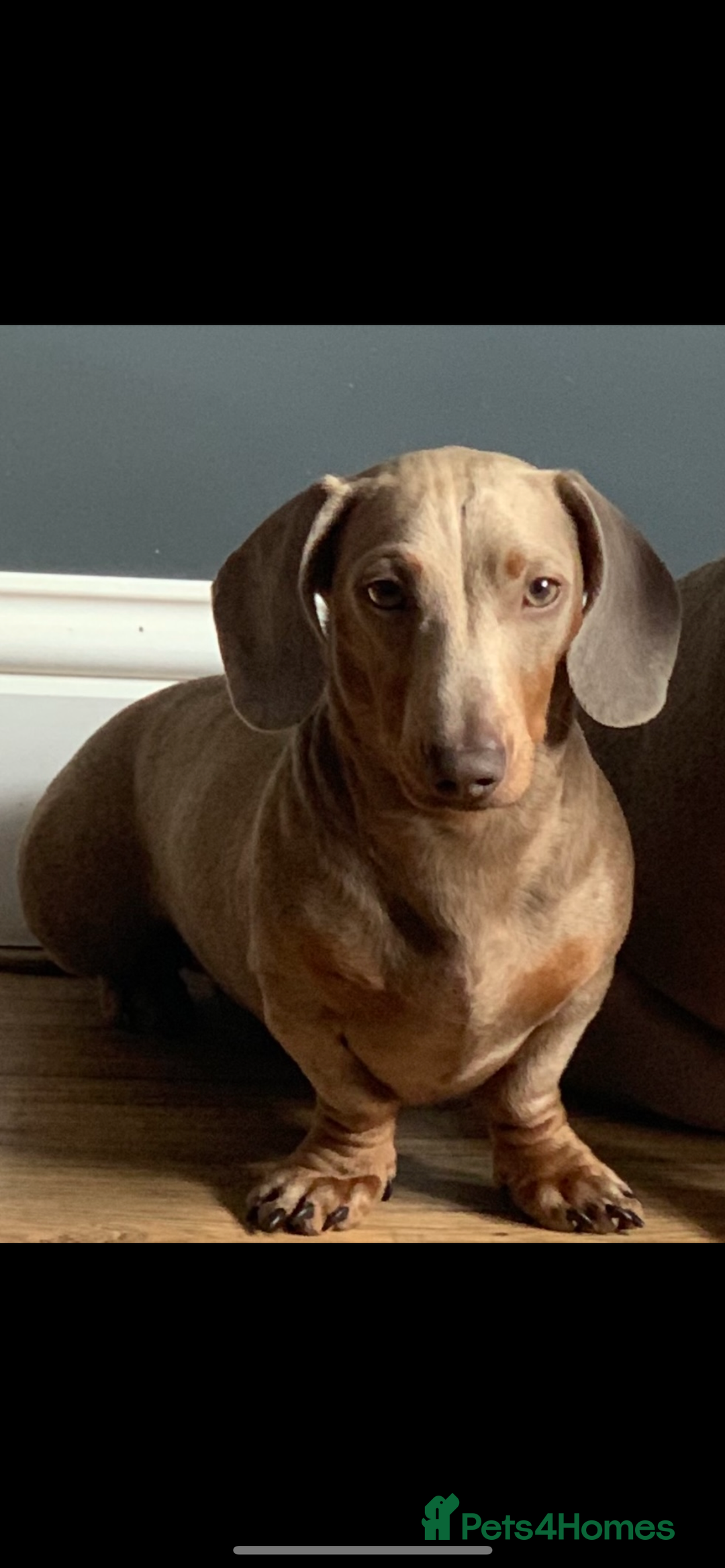 Dachshund dogs for sale: Miniature dachshund  - Image 21