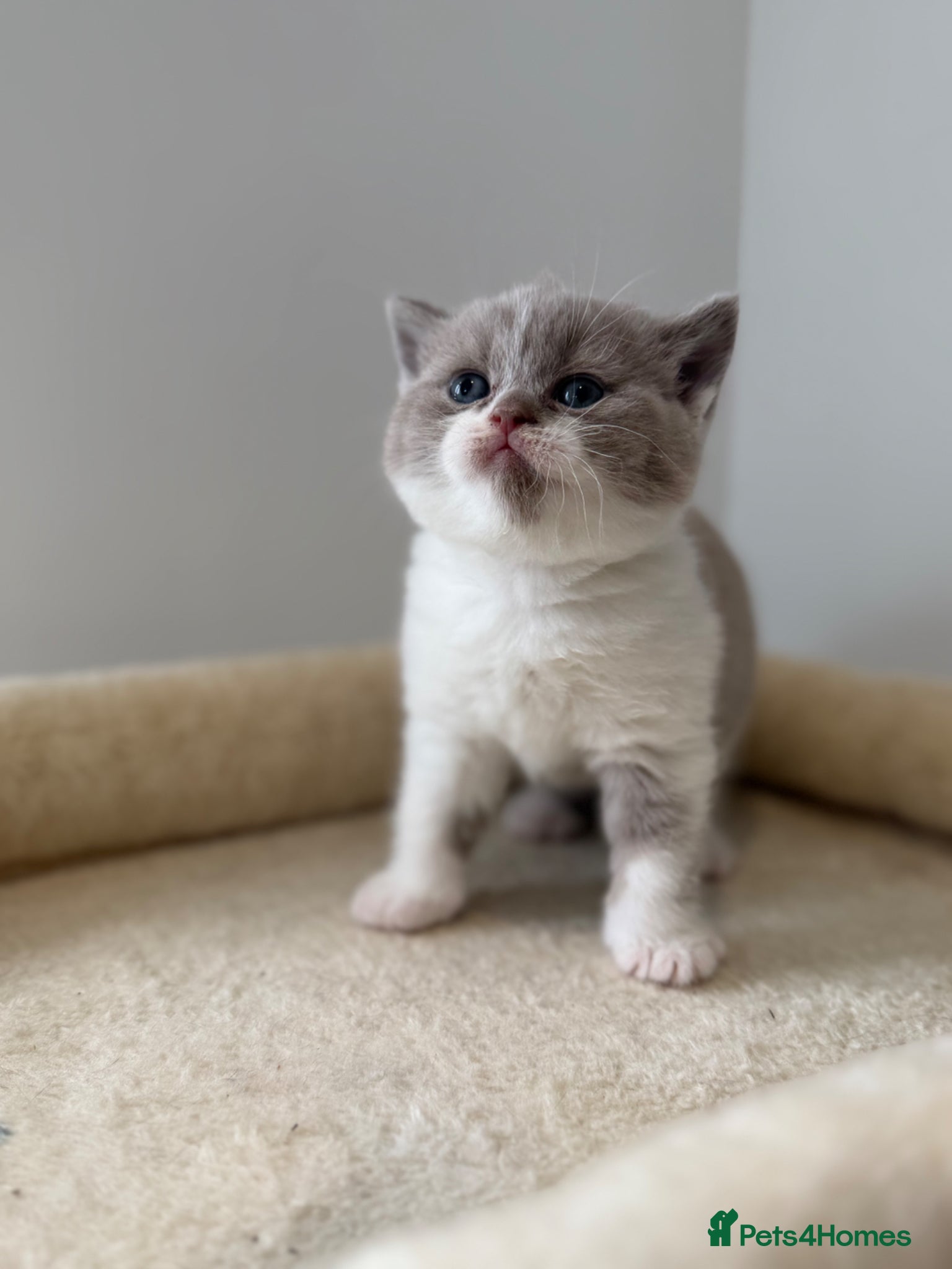 British Shorthair cats for sale: 3 Beautiful BSH, 1 BLH kittens - Advert 2