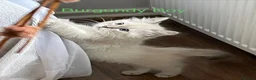 Siberian cats for sale: Amazing Siberian Neva Masquerade/Ragdoll kittens  - Advert 23