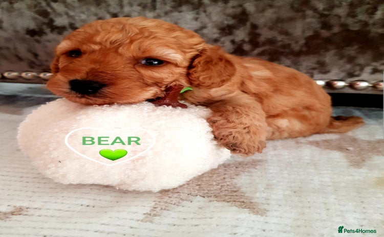 Cavapoo dogs - Advert 15