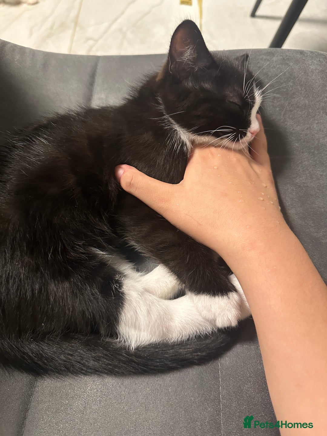 Mixed Breed cats for sale: Two Cow Cat for SALE - Image 2