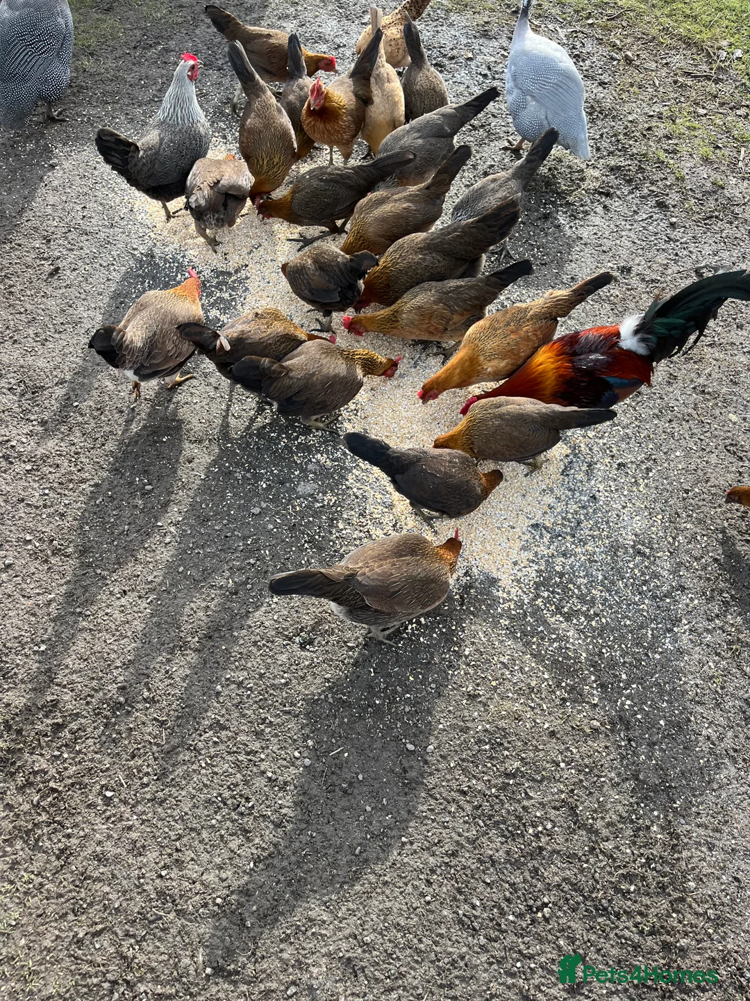 Chickens poultry for sale: mixed game birds  - Advert 2