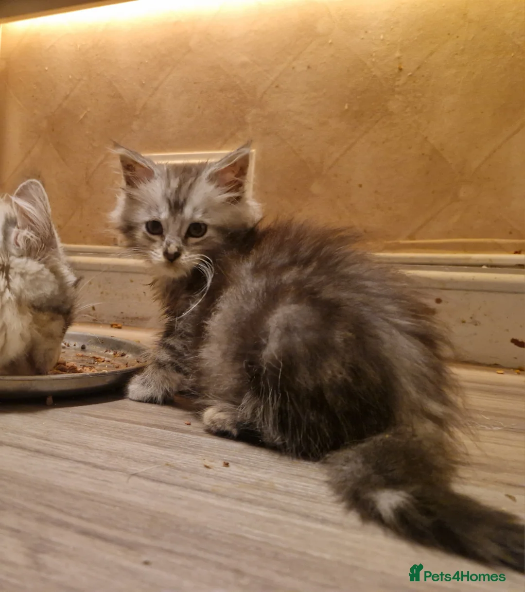 Mixed Breed cats for sale: Last boy mix Mainecoon - Advert 8