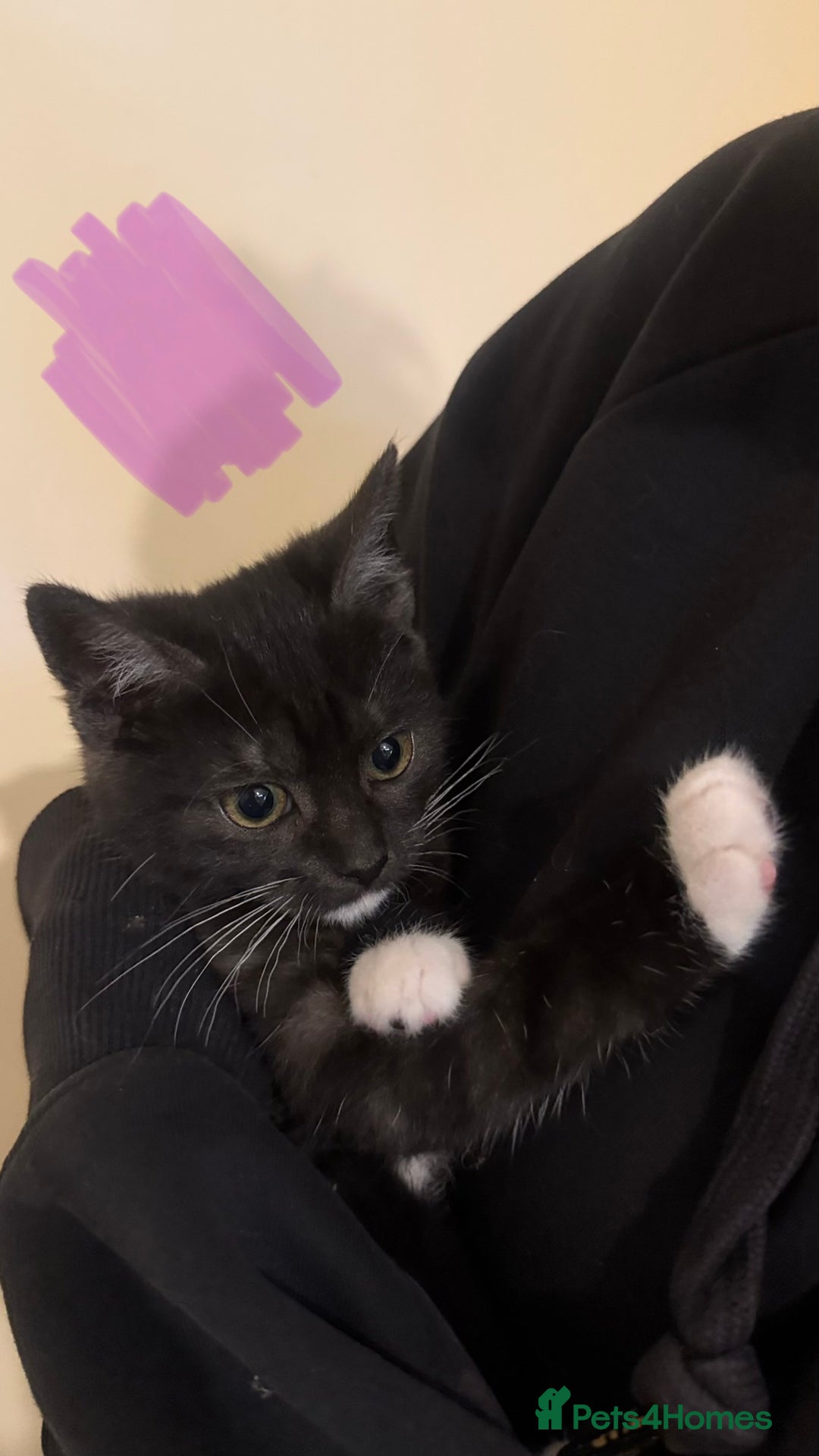 Domestic Shorthair cats for sale: Lovely kitten ready for forever home  - Advert 12