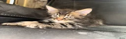 Maine Coon cats for sale: Stunning Maine Coon X Kittens Needing New Homes! - Advert 37