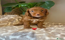 Cavapoo dogs for sale: Beautiful Cavapoo F1B  - Image 11