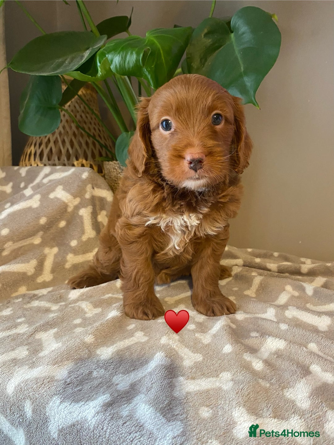 Cavapoo dogs for sale: Beautiful Cavapoo F1B  - Image 11