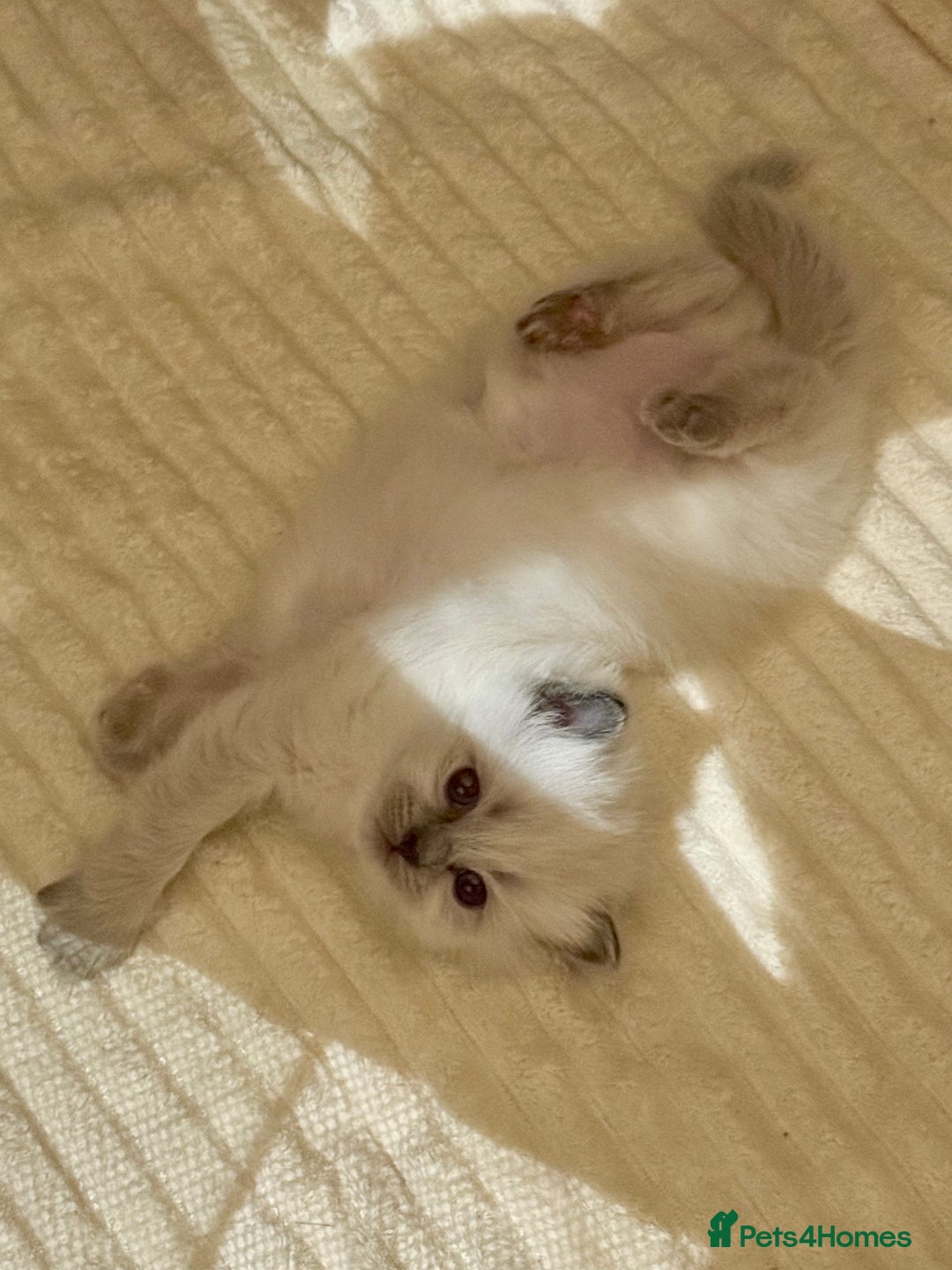 Ragdoll cats for sale: A small fluffy bundle of joy - Advert 4