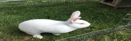 New Zealand rabbits for sale: Last New Zealand Rabbit - Advert 6