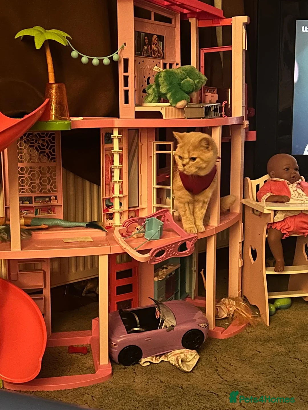 British Shorthair cats for sale: Mabel needs a quiet loving home  - Advert 6