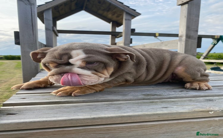 English Bulldog dogs - Advert 1