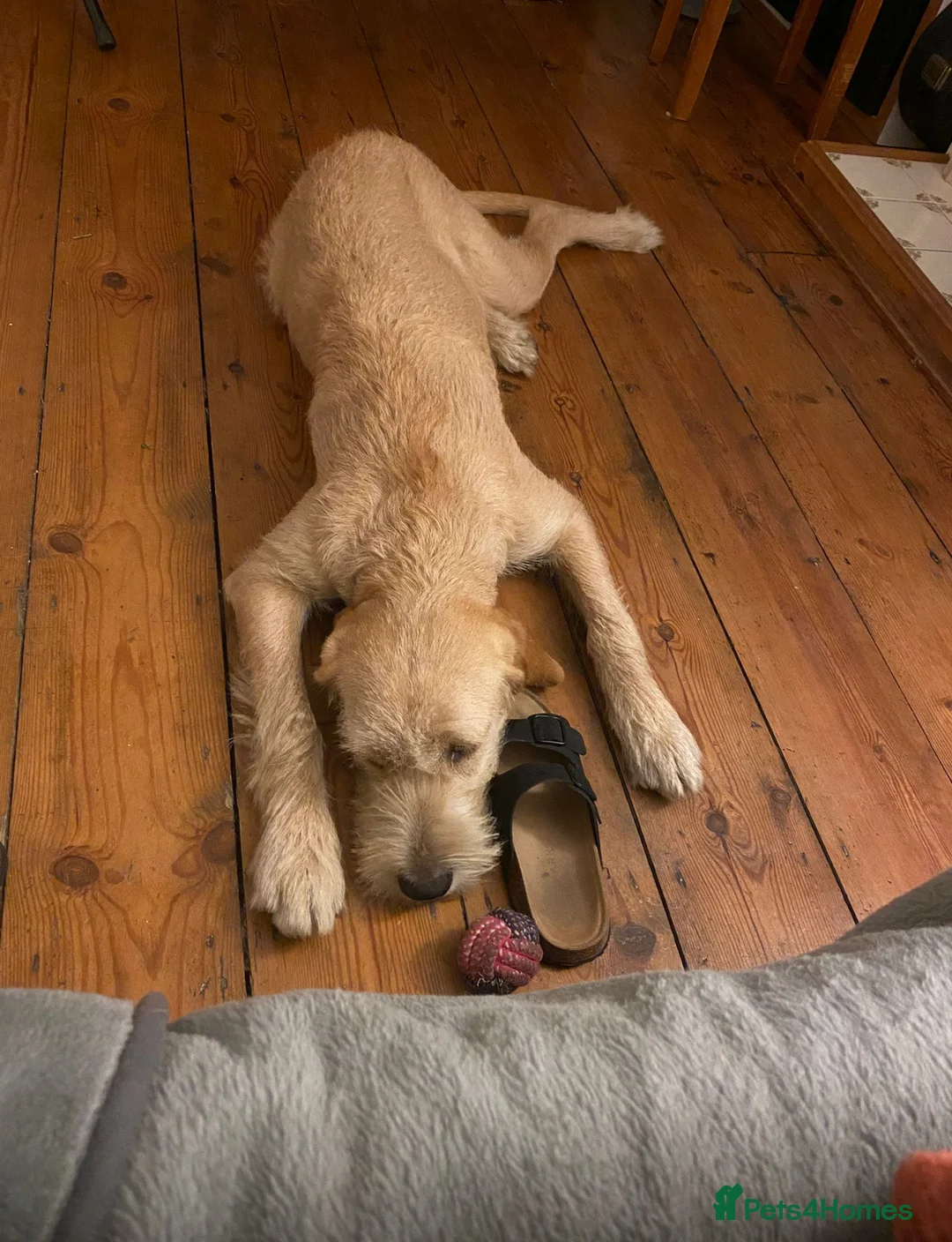 Mixed Breed dogs for sale: Golden Retriever x Wire Haired Hungarian Vizsla  - Advert 10