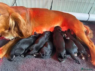 Cocker Spaniel dogs Exceptional KC Working Cocker Spaniel Puppies - Advert 1