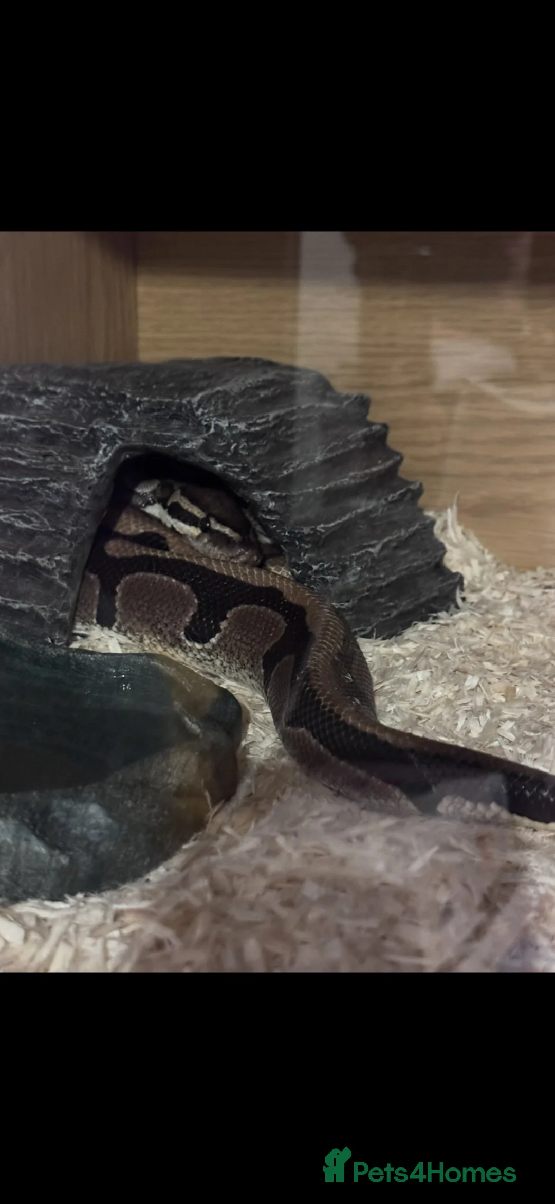 Python Snake reptiles for sale: Ball python  - Advert 2