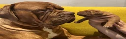 Dogue De Bordeaux dogs for sale: Junior in Thornton-Cleveleys - Advert 12
