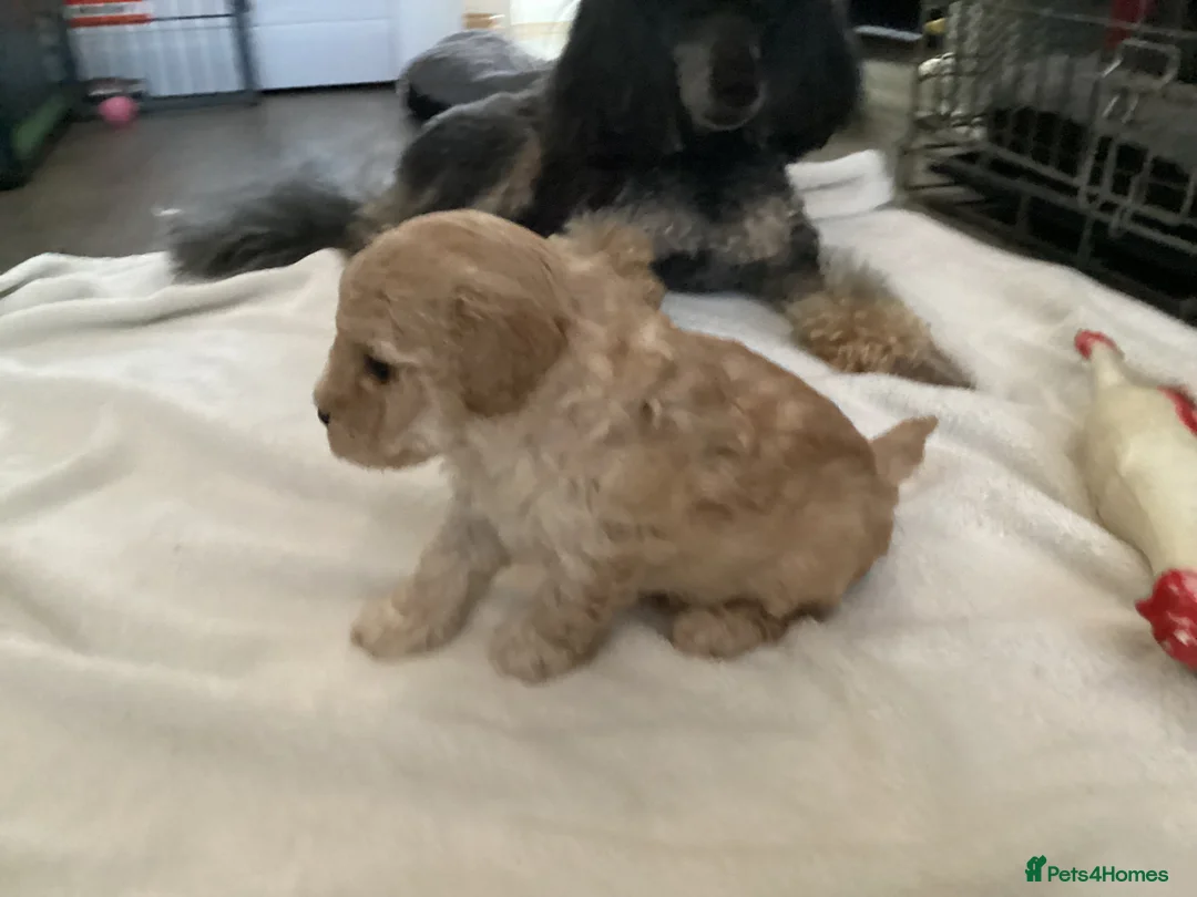 Toy Poodle dogs for sale: KC registered Toy Poodles - Advert 17