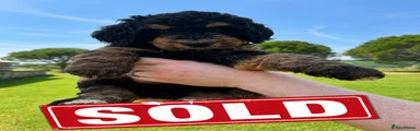 SOLD - Bernedoodle 5 