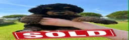 Bernedoodle dogs for sale: Bernadoodle puppies for sale - 2 boys 1 girl in Romford - Advert 30