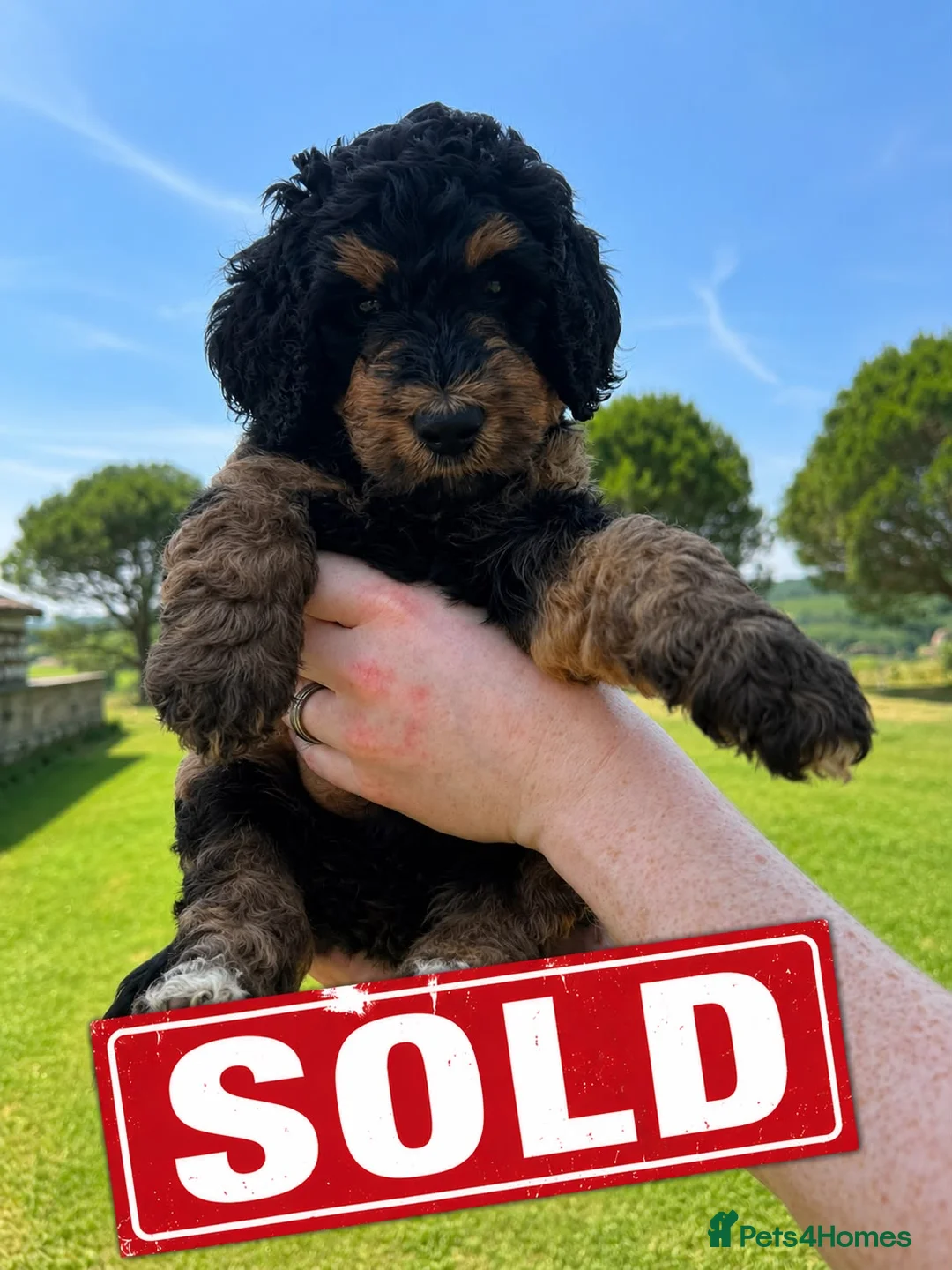 Bernedoodle dogs for sale: Bernadoodle puppies for sale - 2 boys 1 girl in Romford - Advert 30