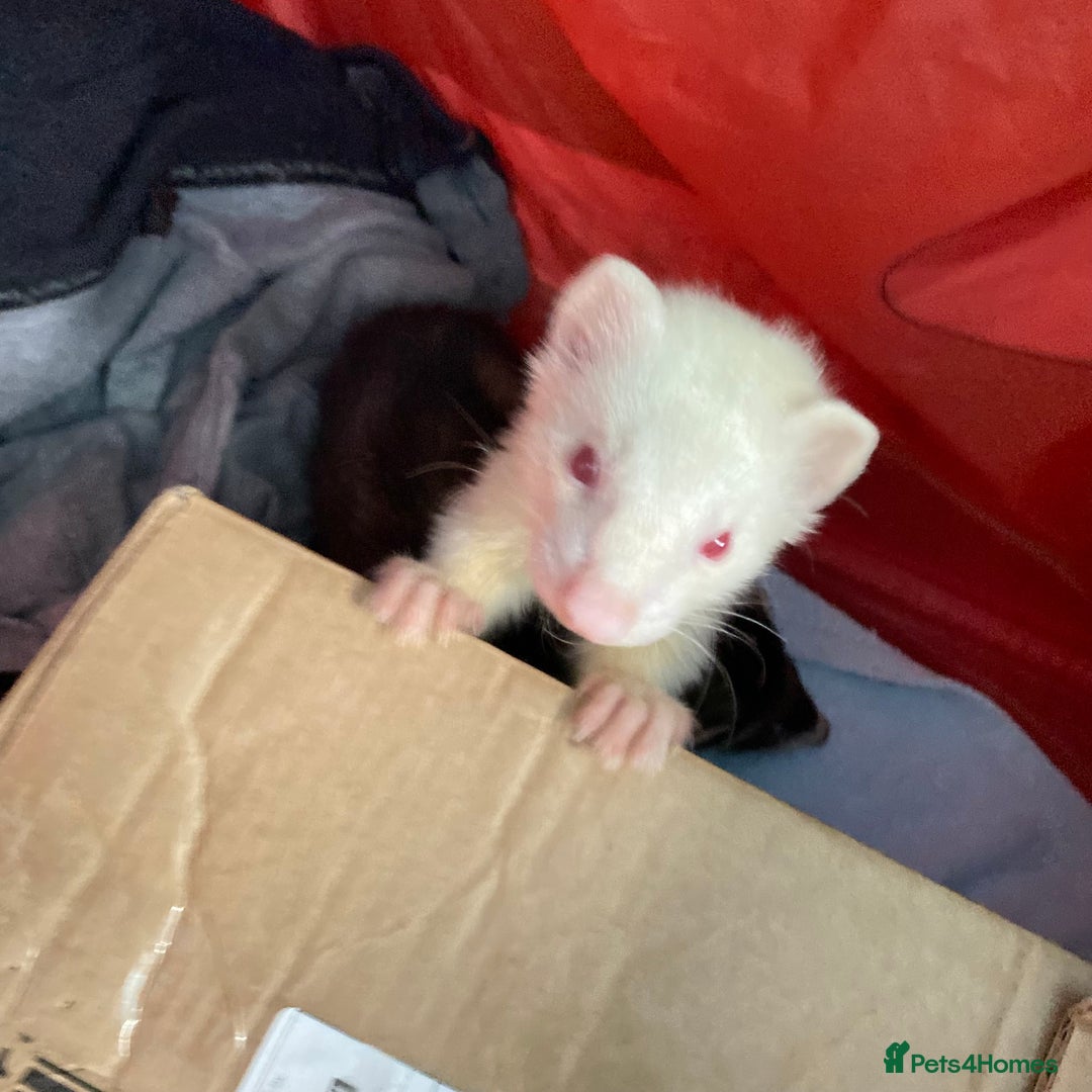 Ferret rodents for sale: 2 male ferrets for sale! - Image 2