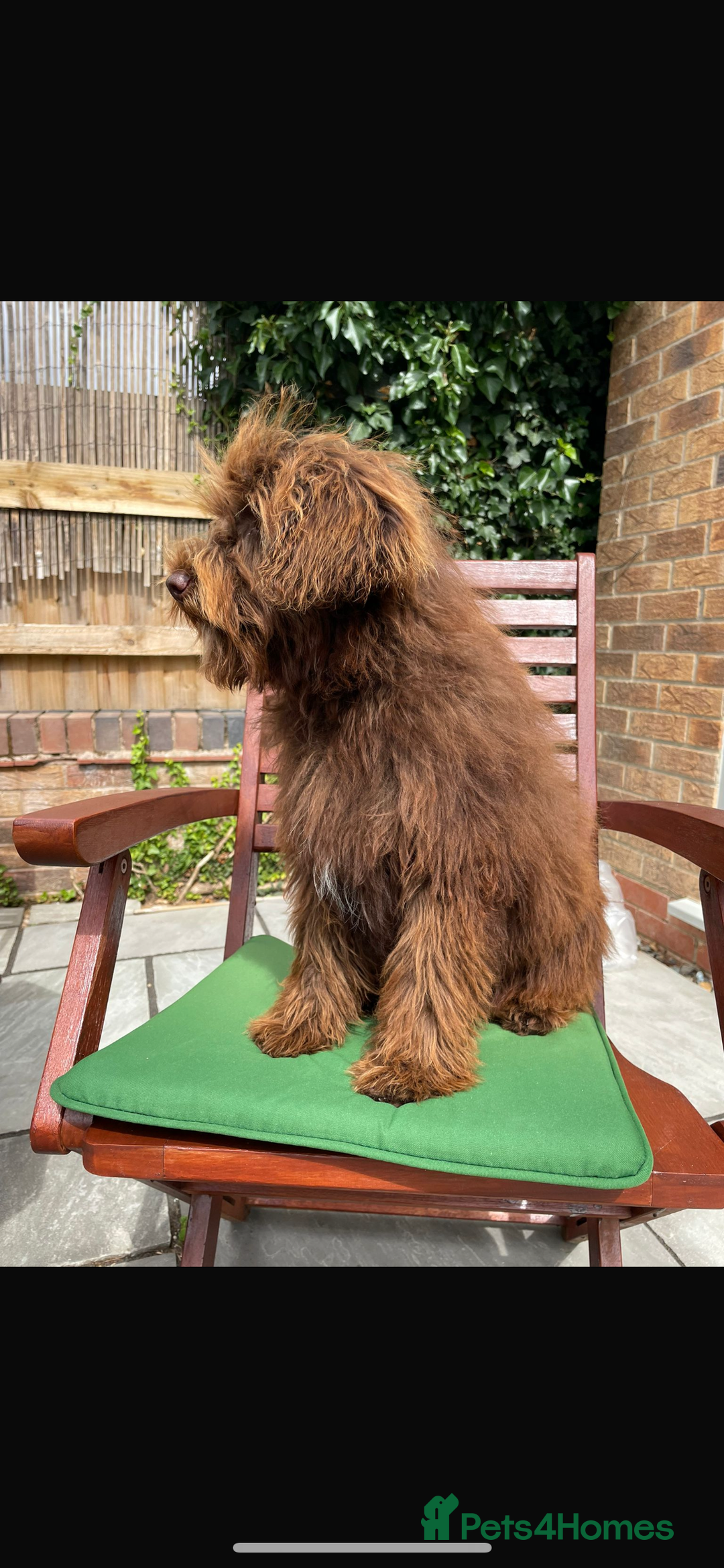 Maltipoo dogs for sale: Gorgeous maltipoo cross cavapoo chocolate   - Advert 4