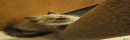 Ragdoll cats for sale: Blue Sepia, Seal Sepia and Seal Point Ragdolls - Advert 11