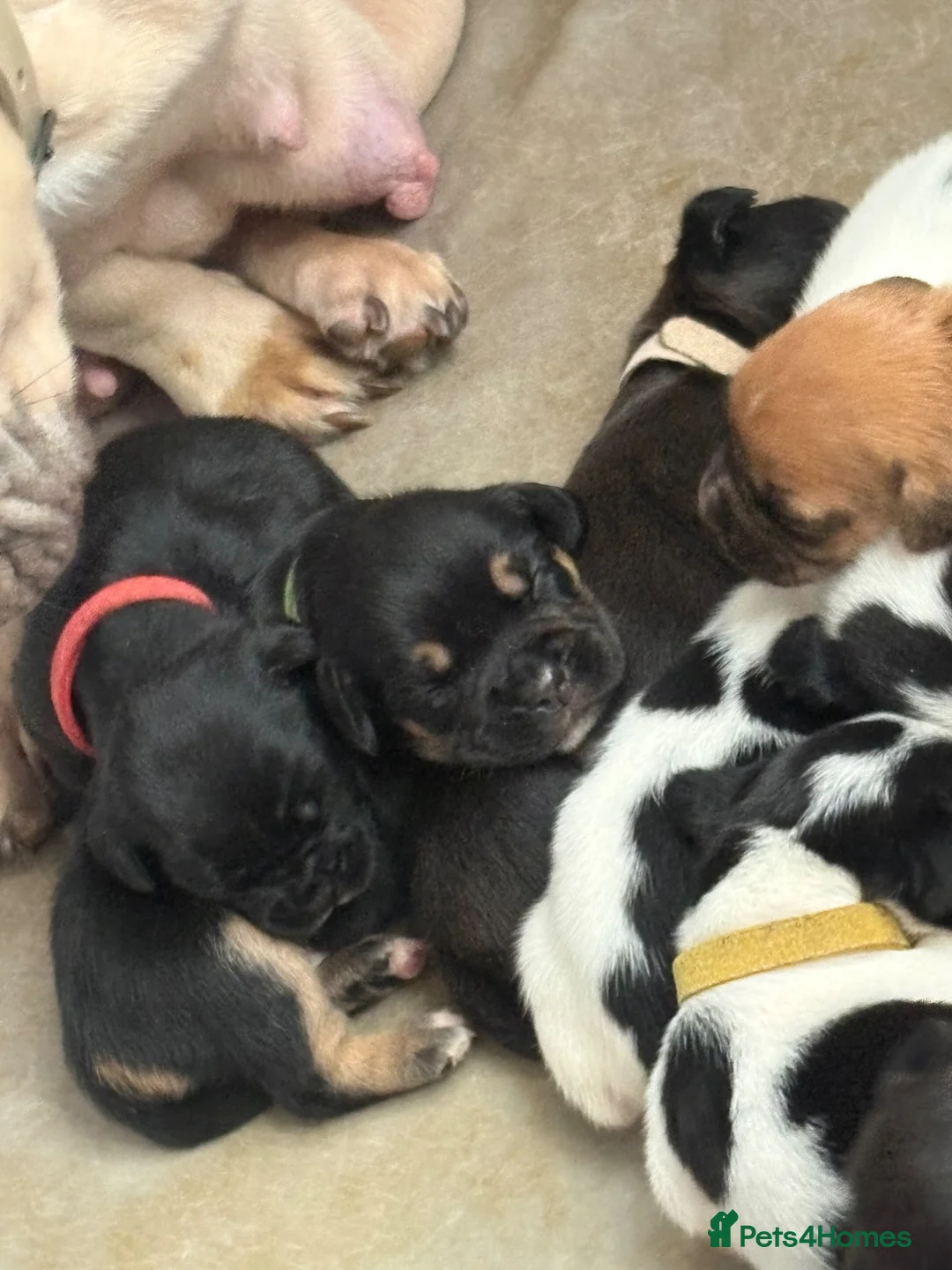 Mixed Breed dogs for sale: 8 beautiful frenchie cross cocker spaniels  in Blackpool - Advert 8