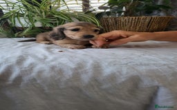 Dachshund dogs for sale: Miniature dachshunds - Image 4