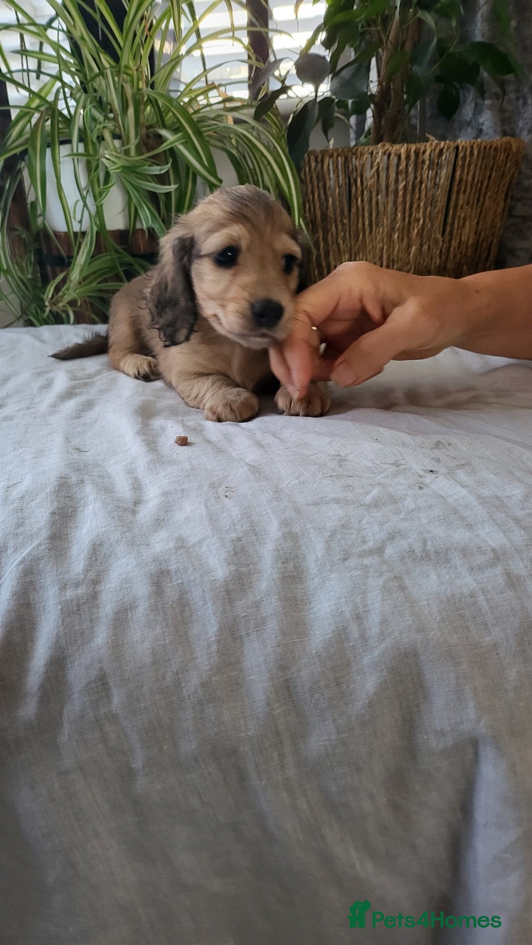 Dachshund dogs for sale: Miniature dachshunds - Image 4